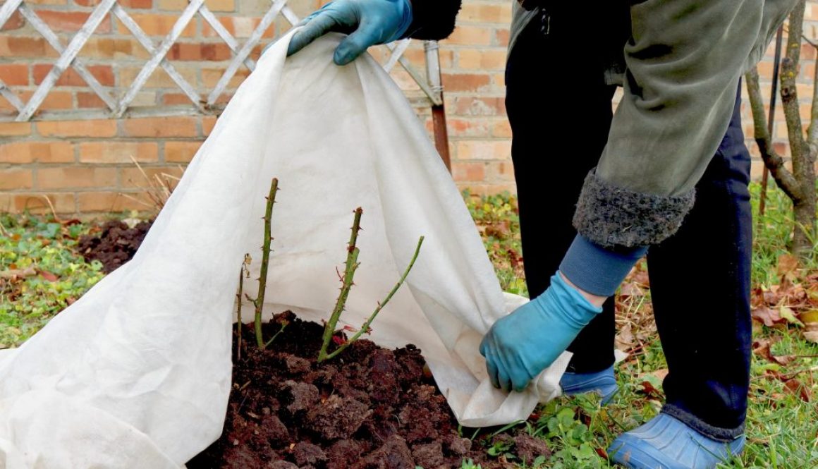 Gartenarbeit im Winter