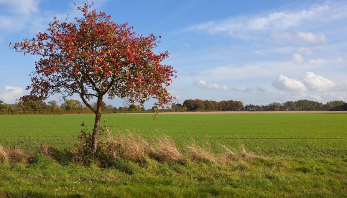 Baum des Jahres 2024