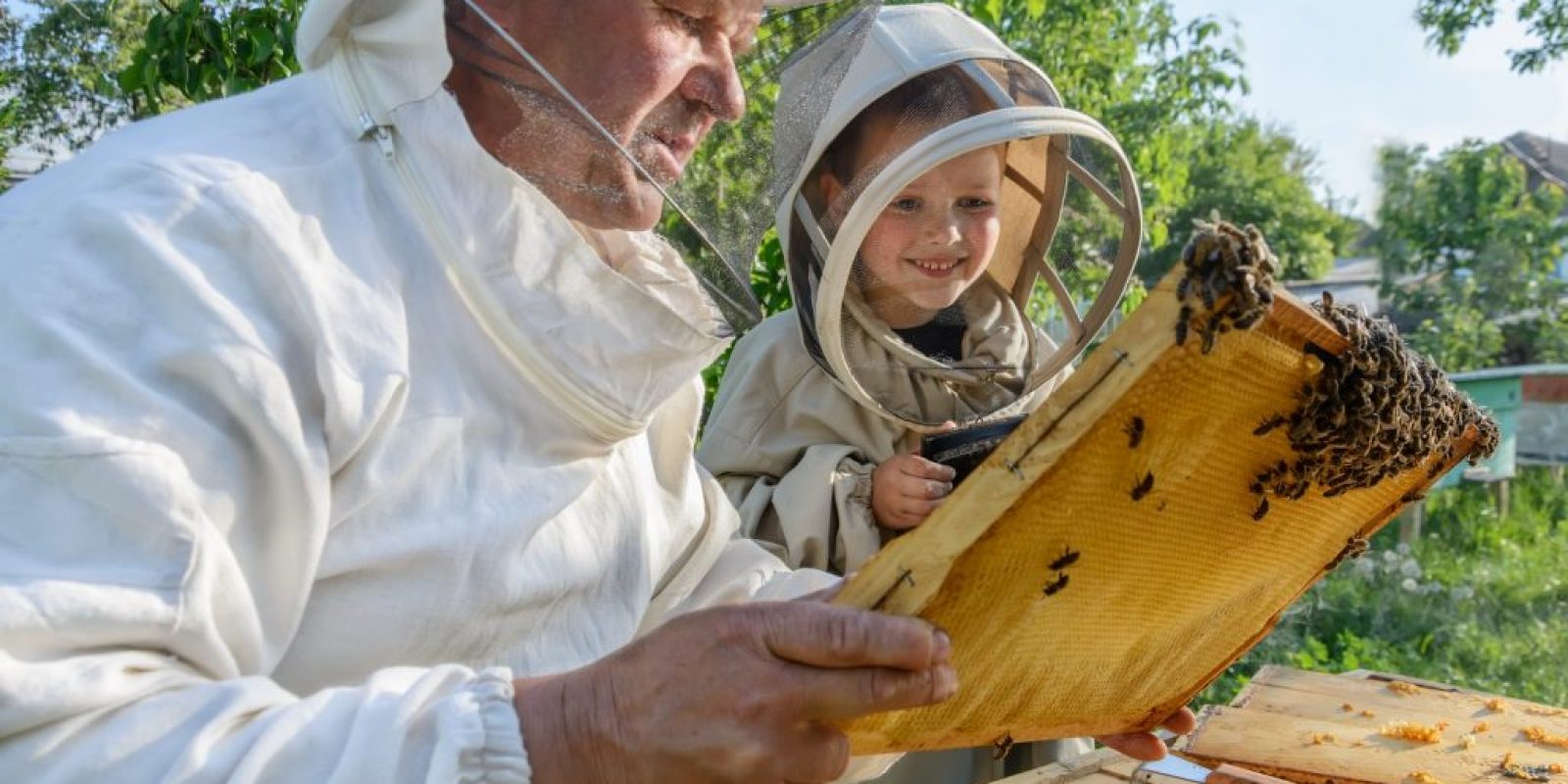 Bienenstöcke im Garten