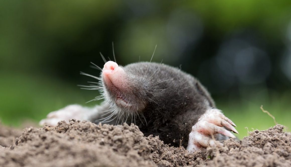 Maulwürfe im Garten