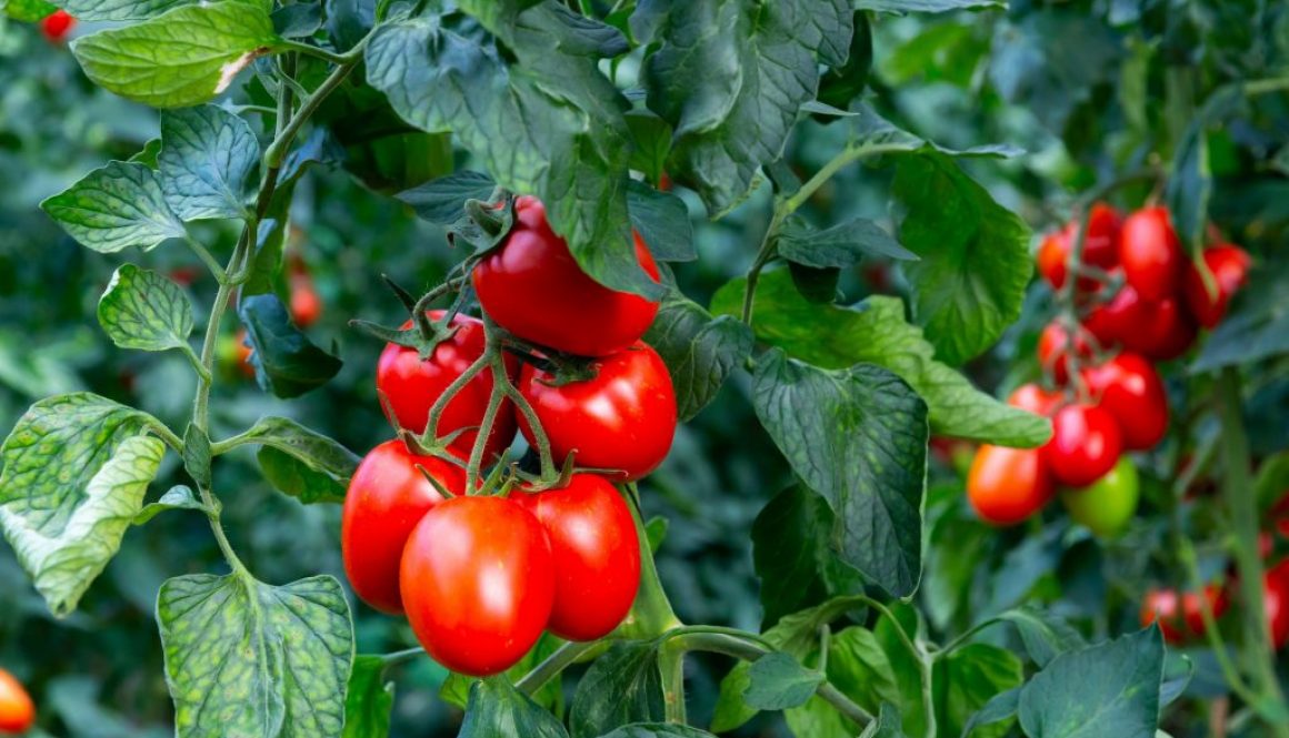 Samtfleckenkrankheit Tomaten