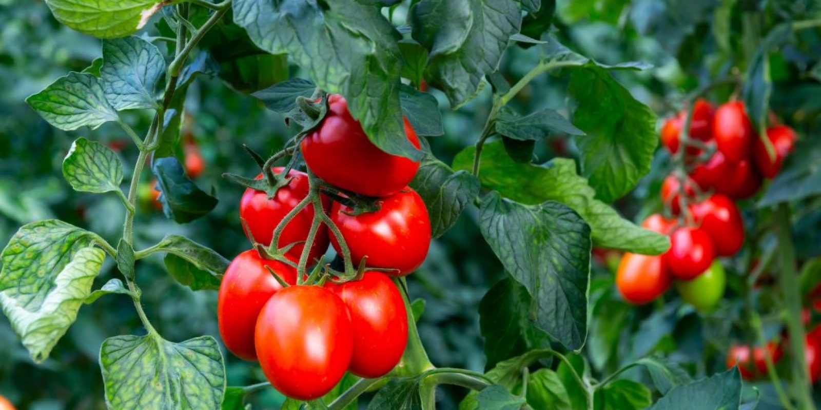 Samtfleckenkrankheit Tomaten