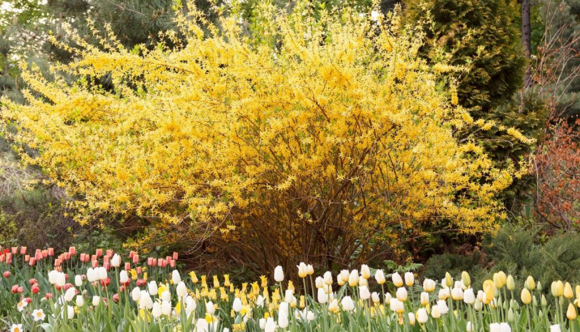 Schnell wachsende Sträucher für deinen Garten