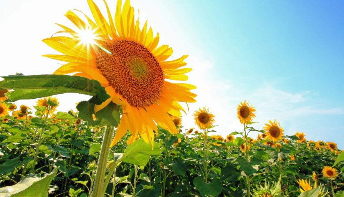 Sommerblumen aussähen