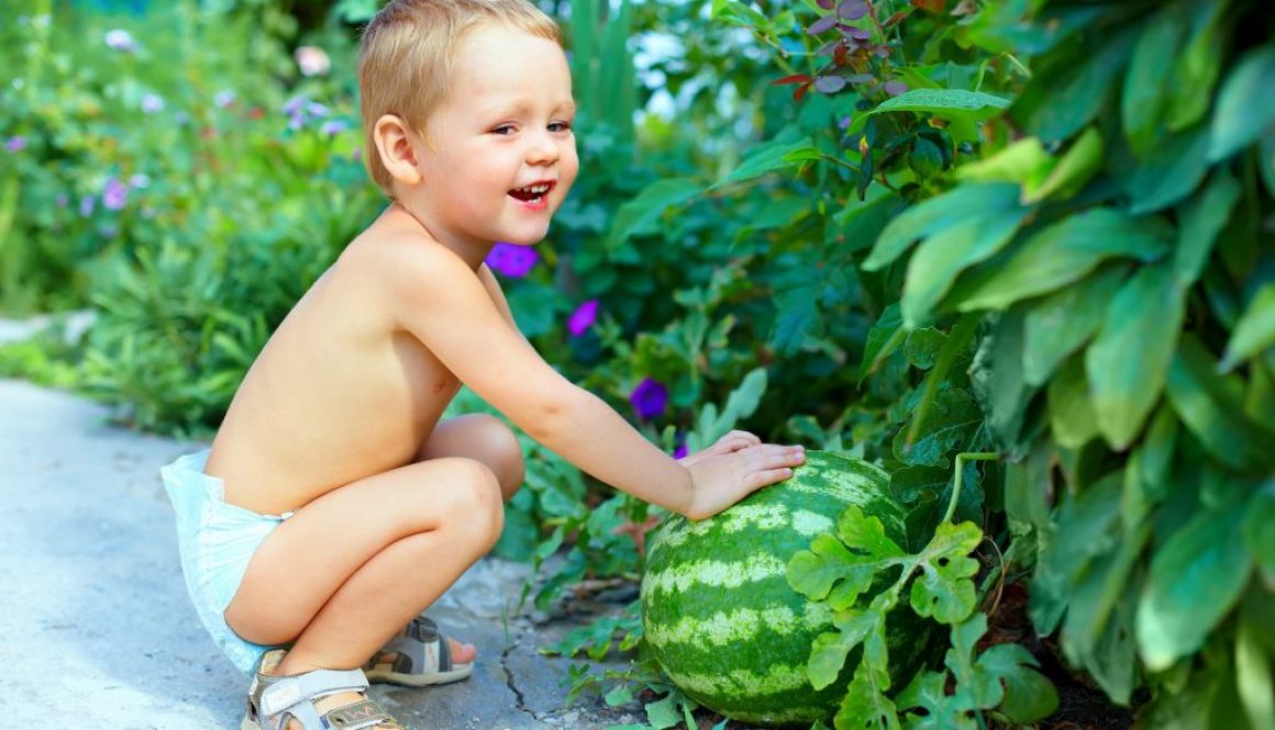 Wassermelone anbauen