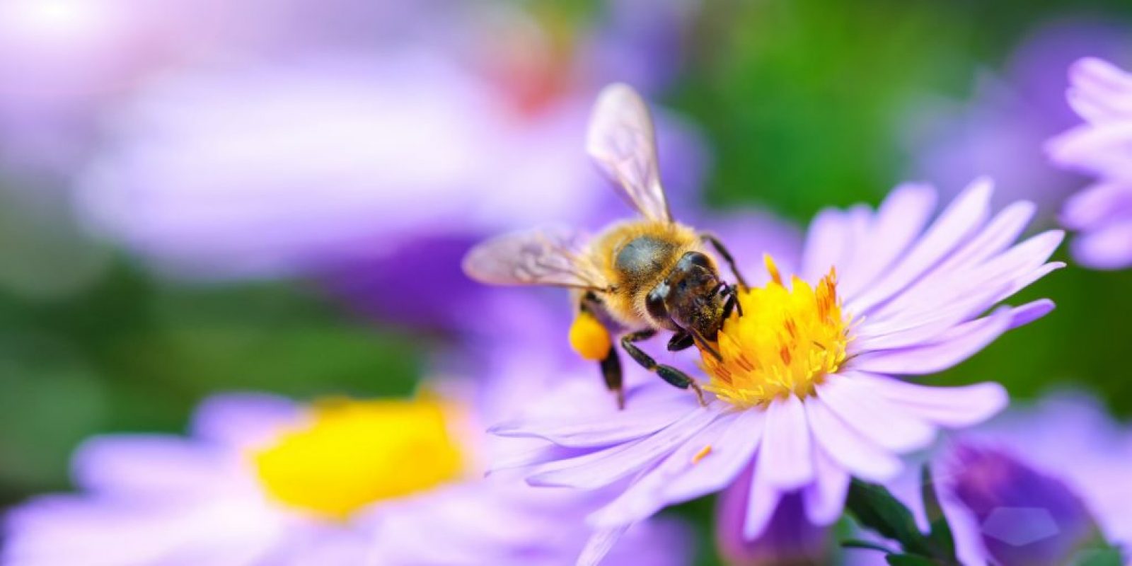 Bienen Paradies