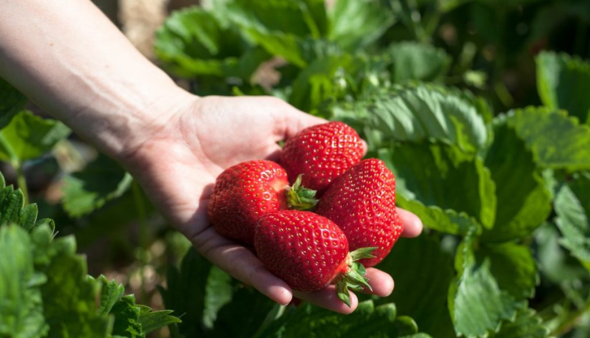 Erdbeeren Anbau biologische Schädlingsbekämpfung