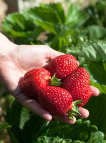 Erdbeeren Anbau biologische Schädlingsbekämpfung