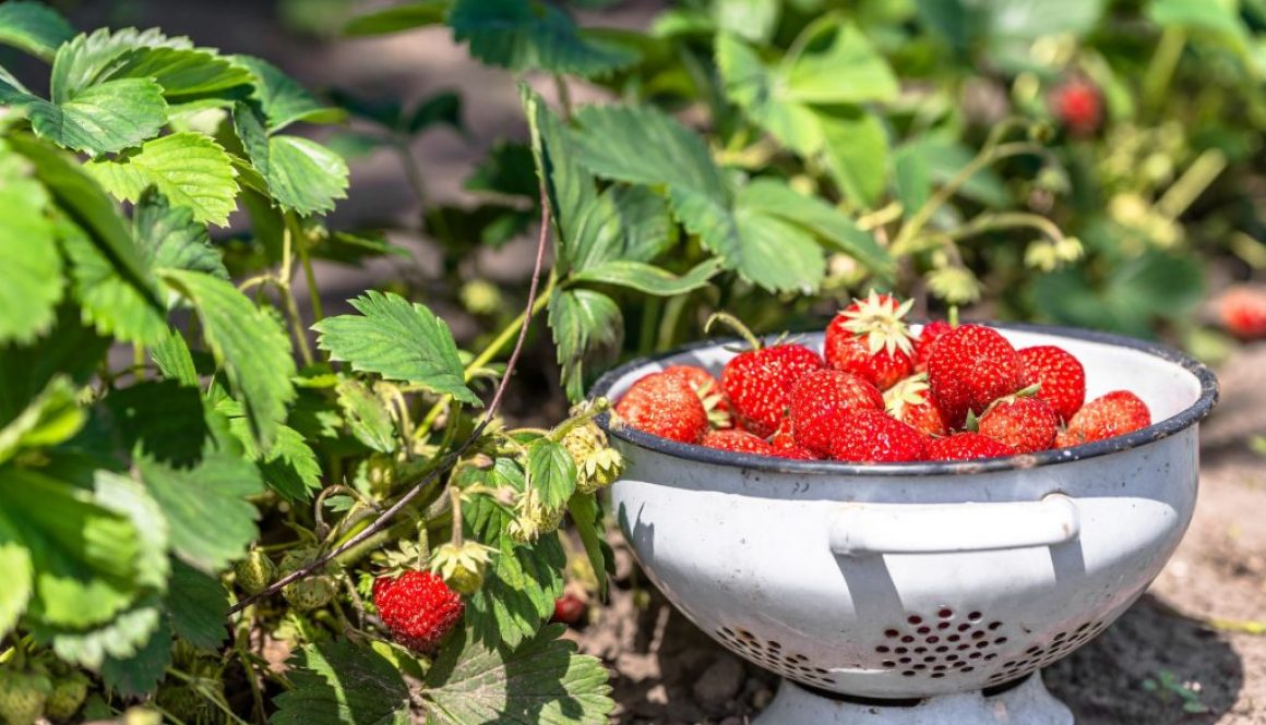 Erdbeeren selbst anbauen
