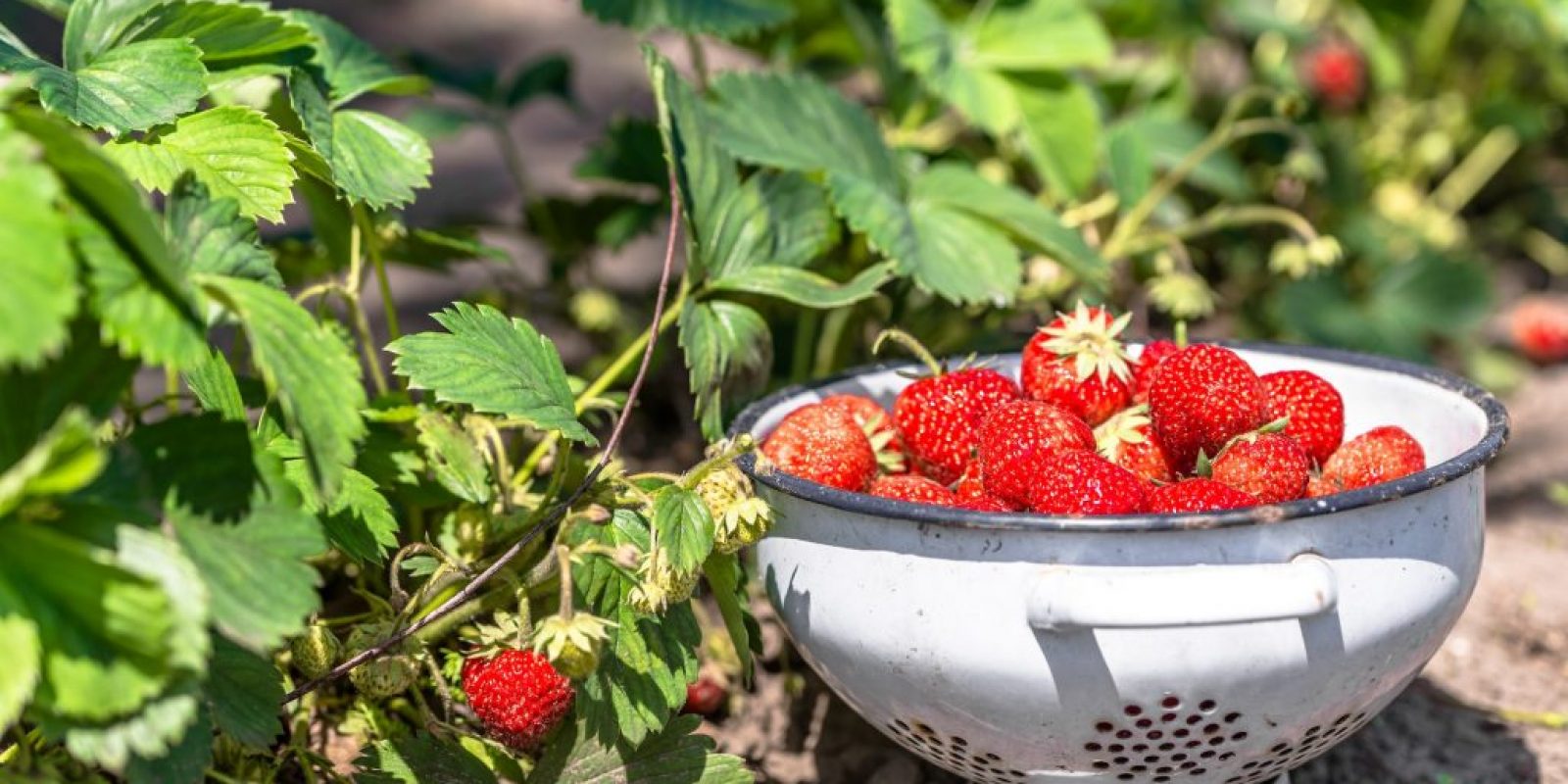 Erdbeeren selbst anbauen