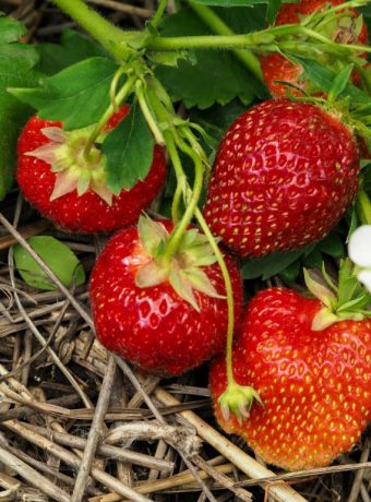 Erdbeerpflanzen Pflege und Düngung