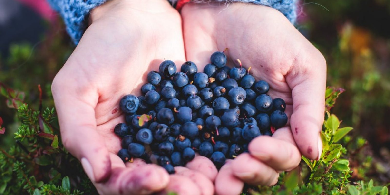 Heidelbeeren Anbau Tipps