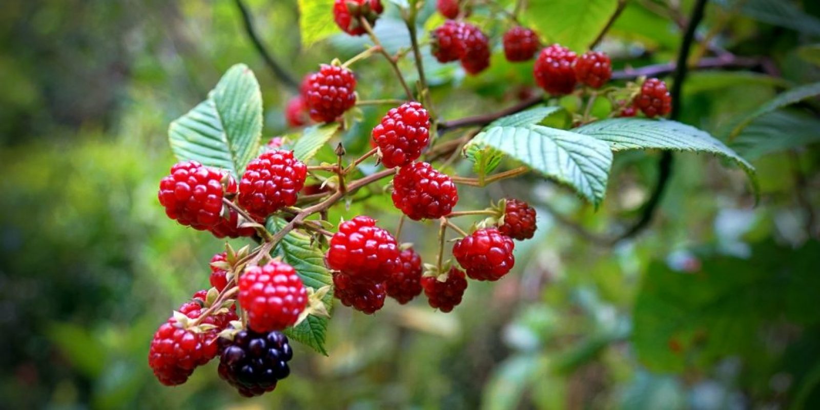 Himbeeren richtig lagern