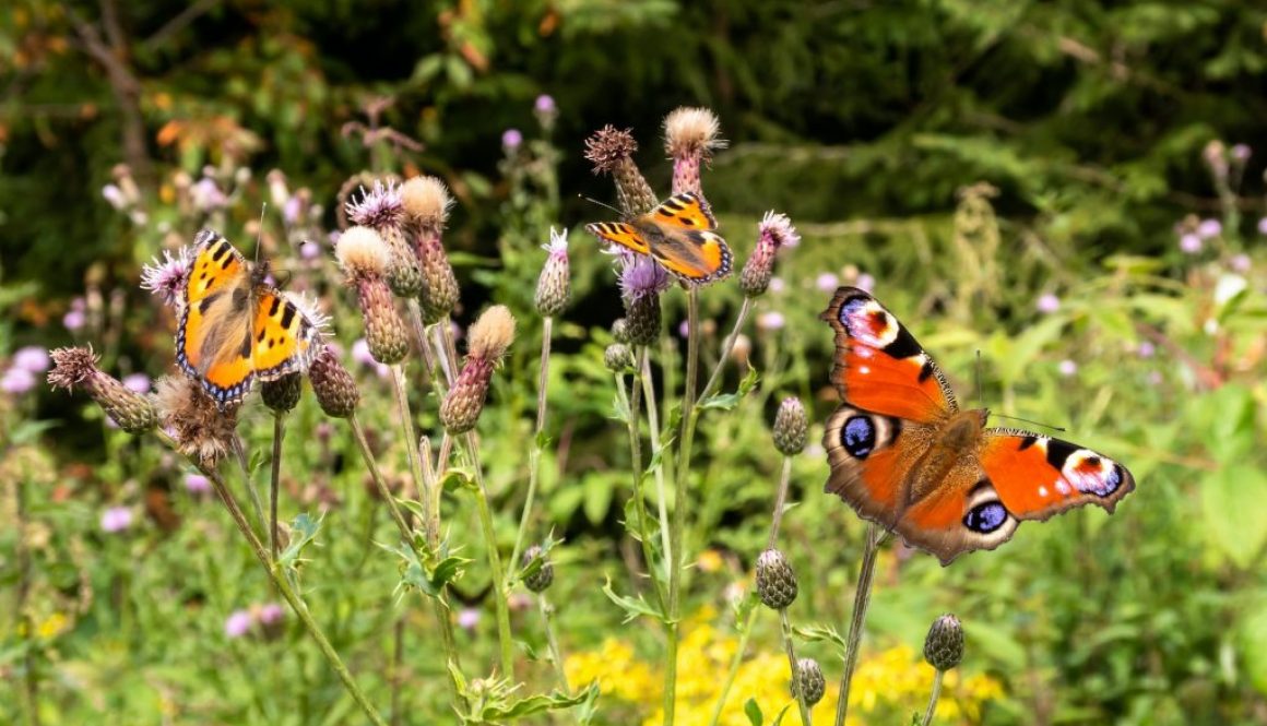 Kleiner Garten Gestaltung