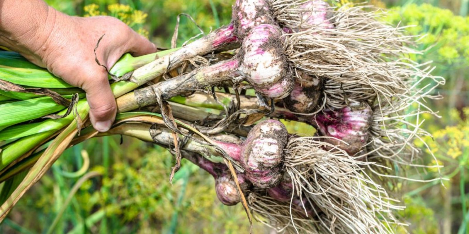 Knoblauch im Garten