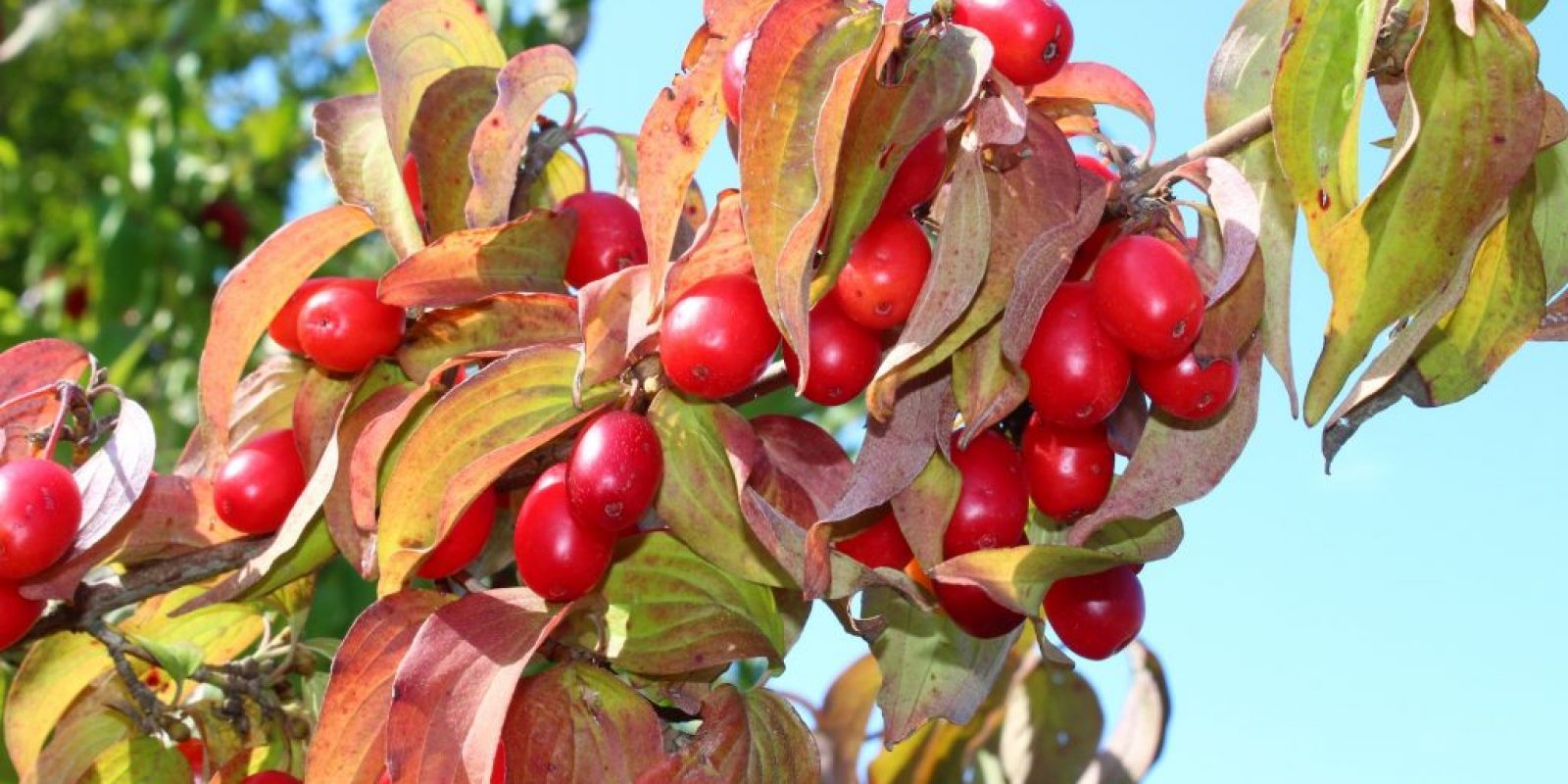 Kornelkirsche (Cornus mas)