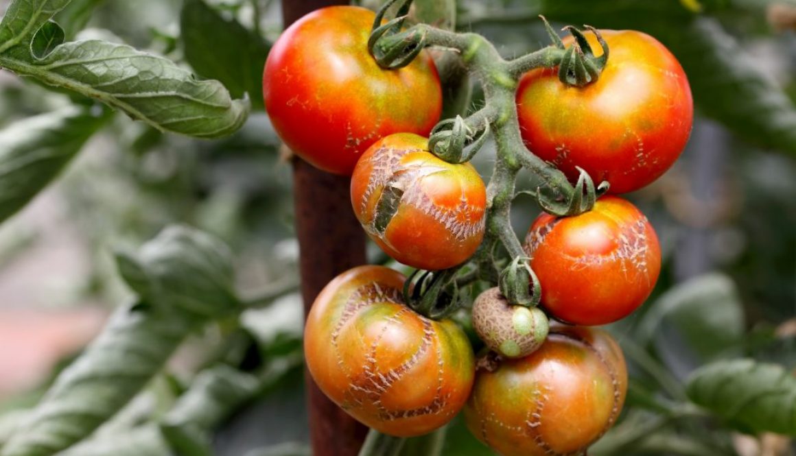 Schimmel und Mehltau auf Tomaten