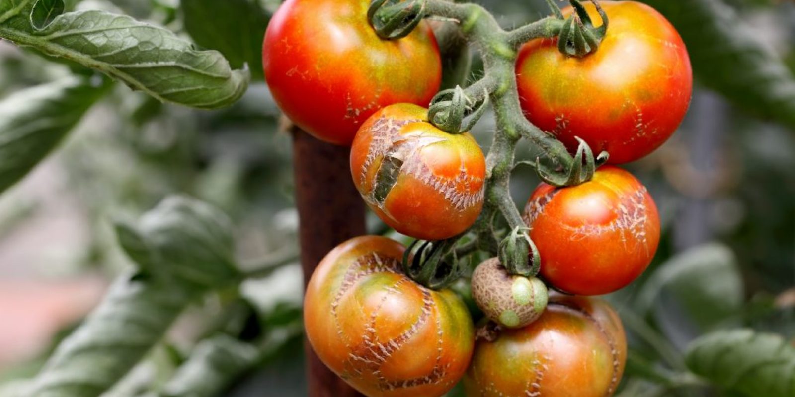 Schimmel und Mehltau auf Tomaten