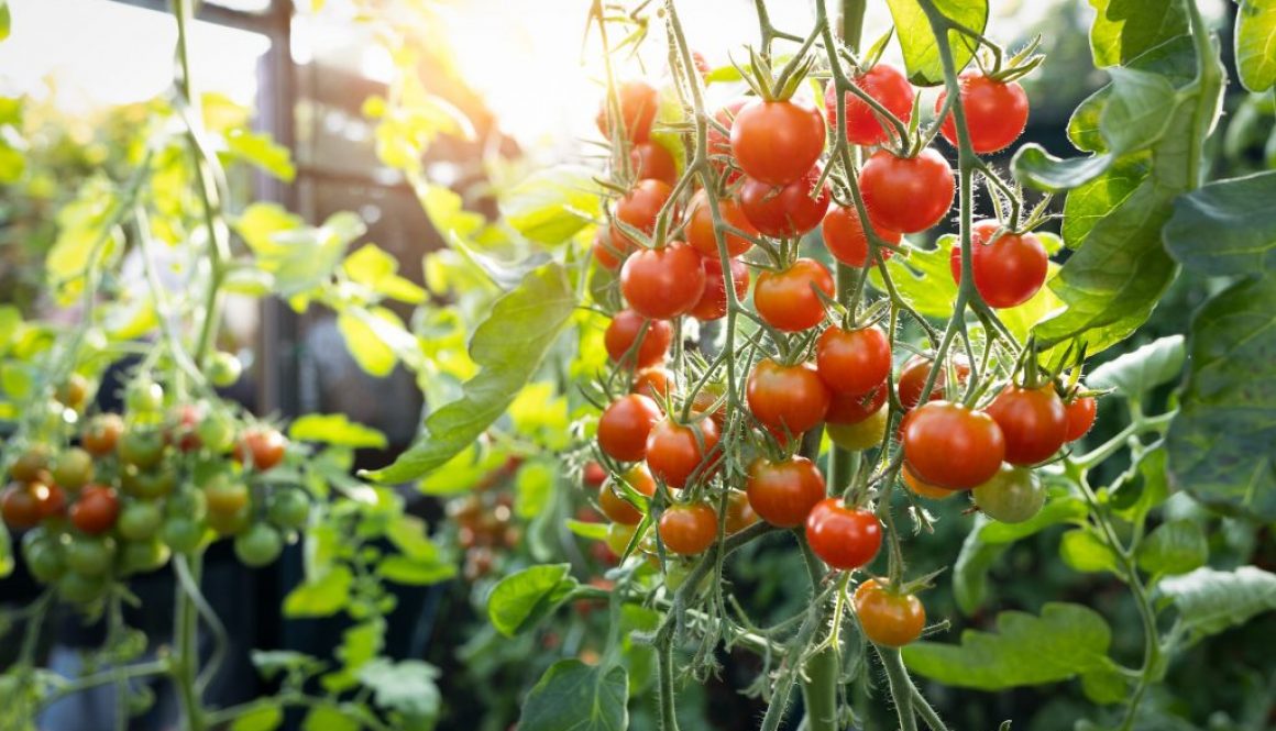 Tipps für den Anbau von Tomaten
