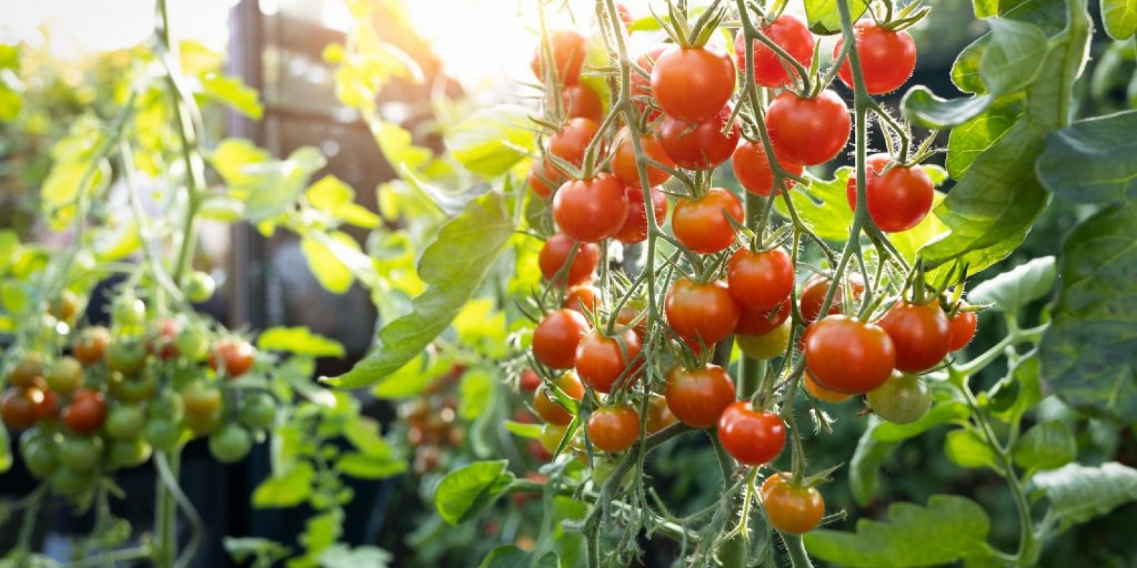 Tipps für den Anbau von Tomaten