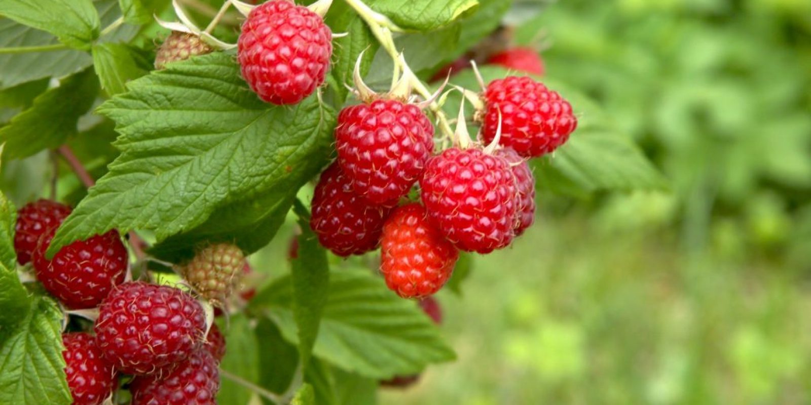 Vielseitigkeit der Himbeeren