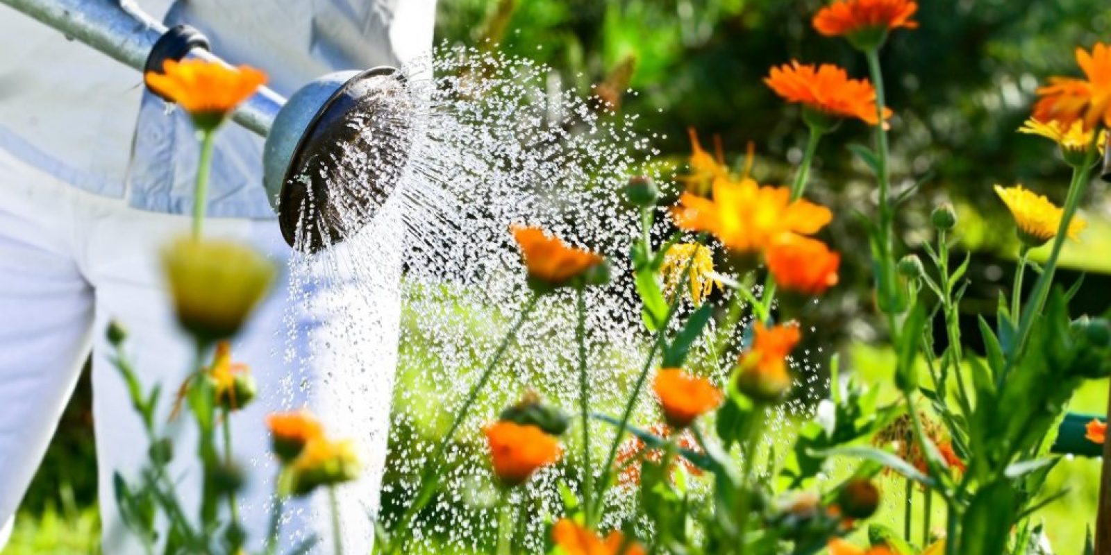 Blumen im Juli