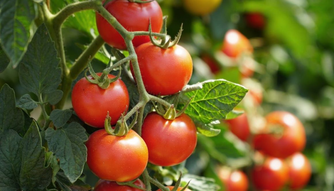 Die leckersten Tomatensorten
