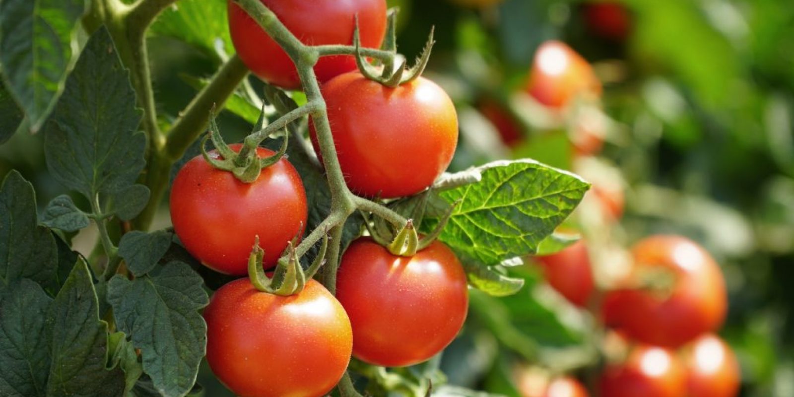 Die leckersten Tomatensorten