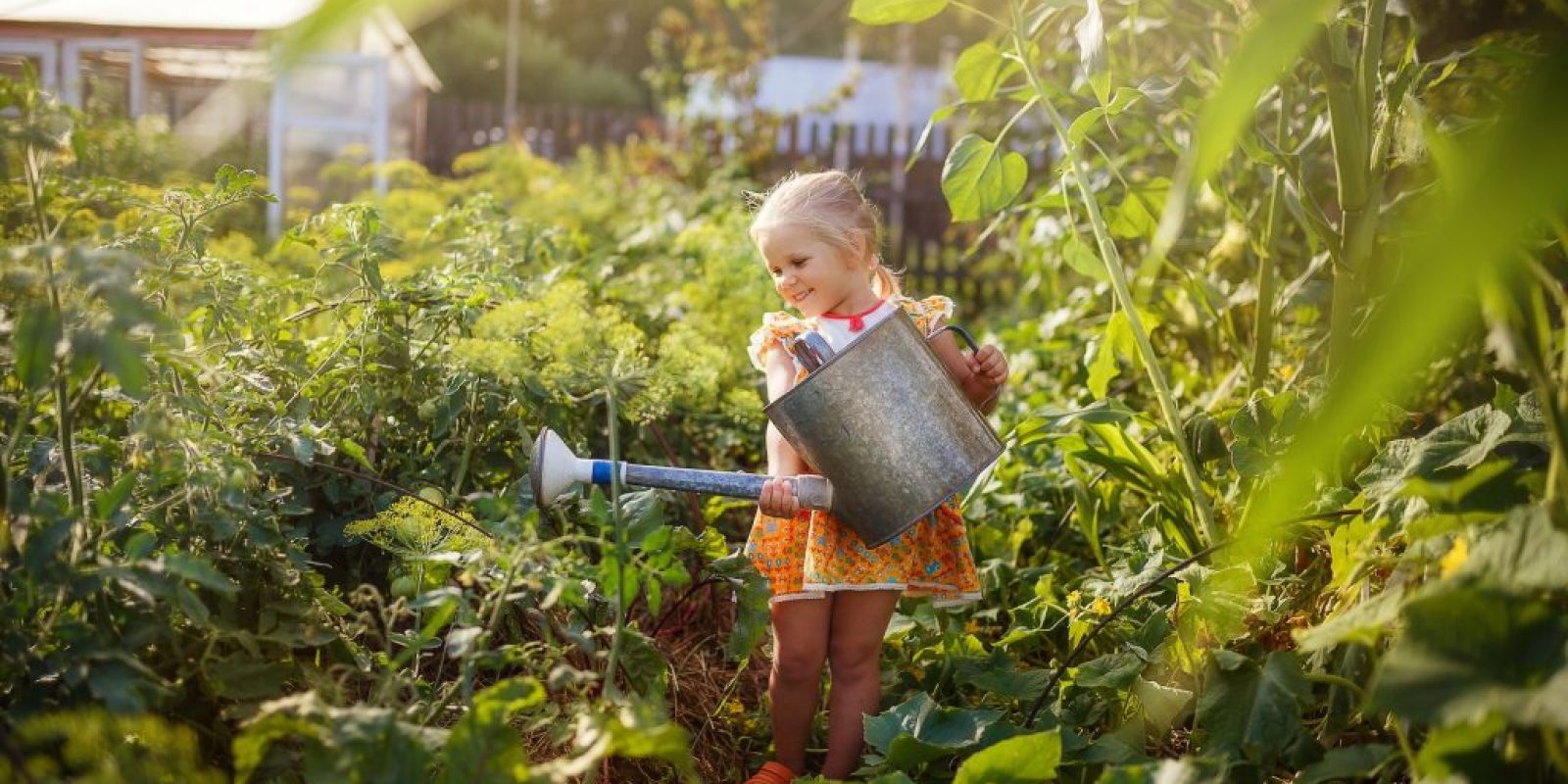 Gartenarbeit im Juli