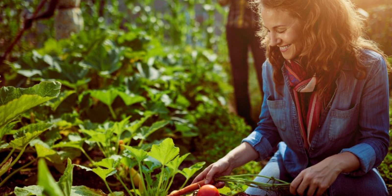 Gemüsegarten Planung und Pflege