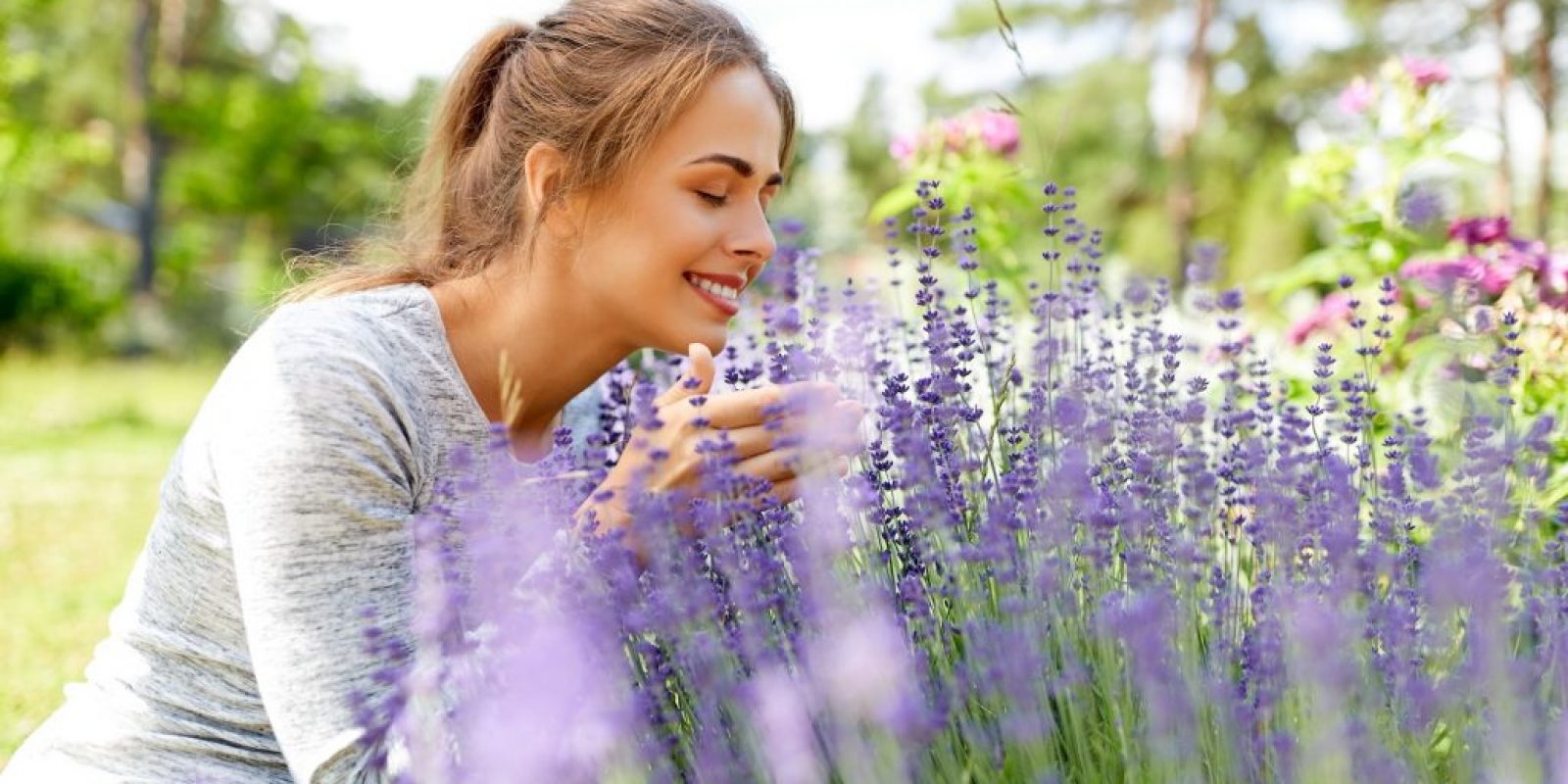 Lavendel im Garten