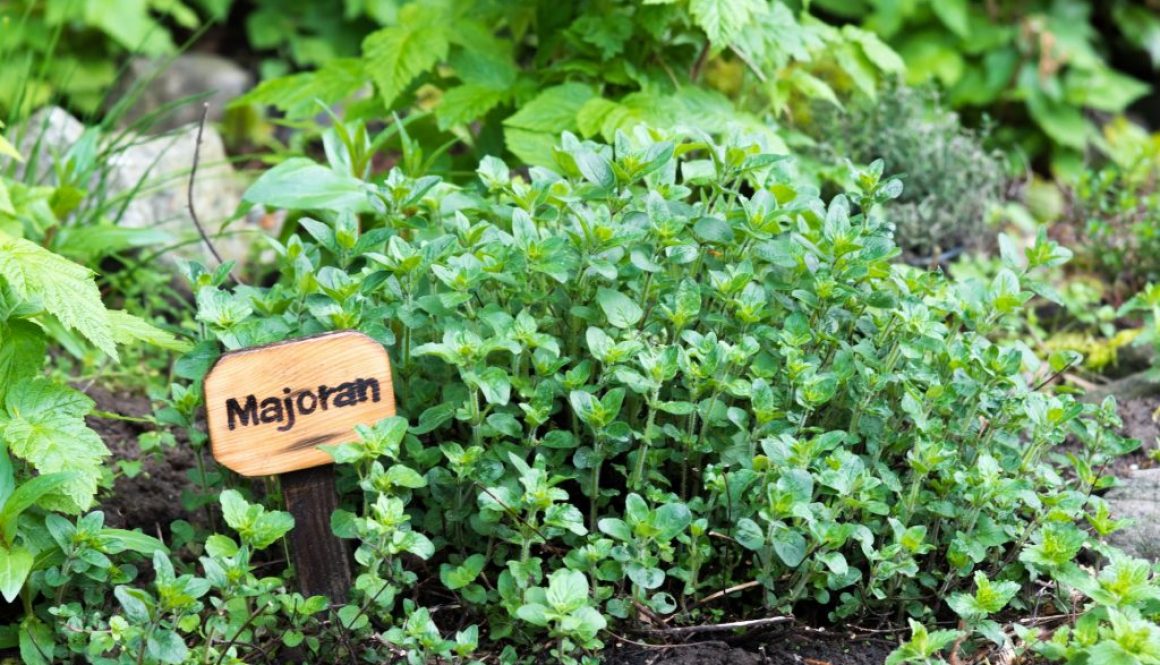 Majoran (Origanum majorana)