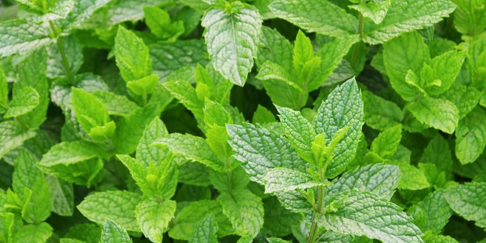 Minze (Mentha)