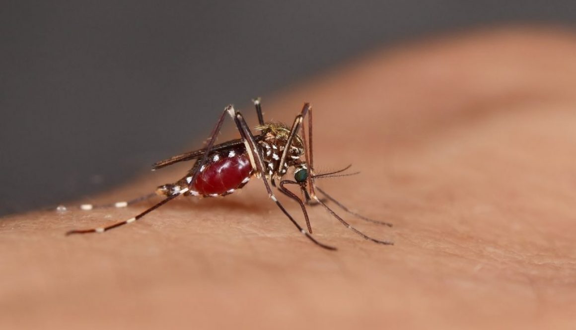 Mückenplage - Was vor juckenden Stichen schützt
