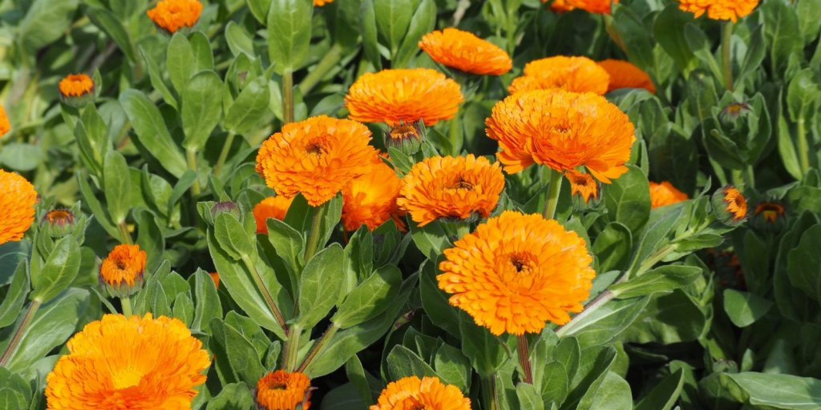 Ringelblume (Calendula officinalis)