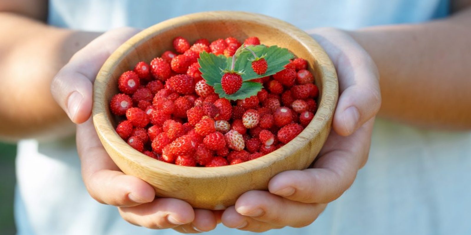 Walderdbeeren (Fragaria vesca)