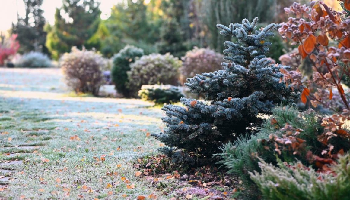 Garten im Dezember