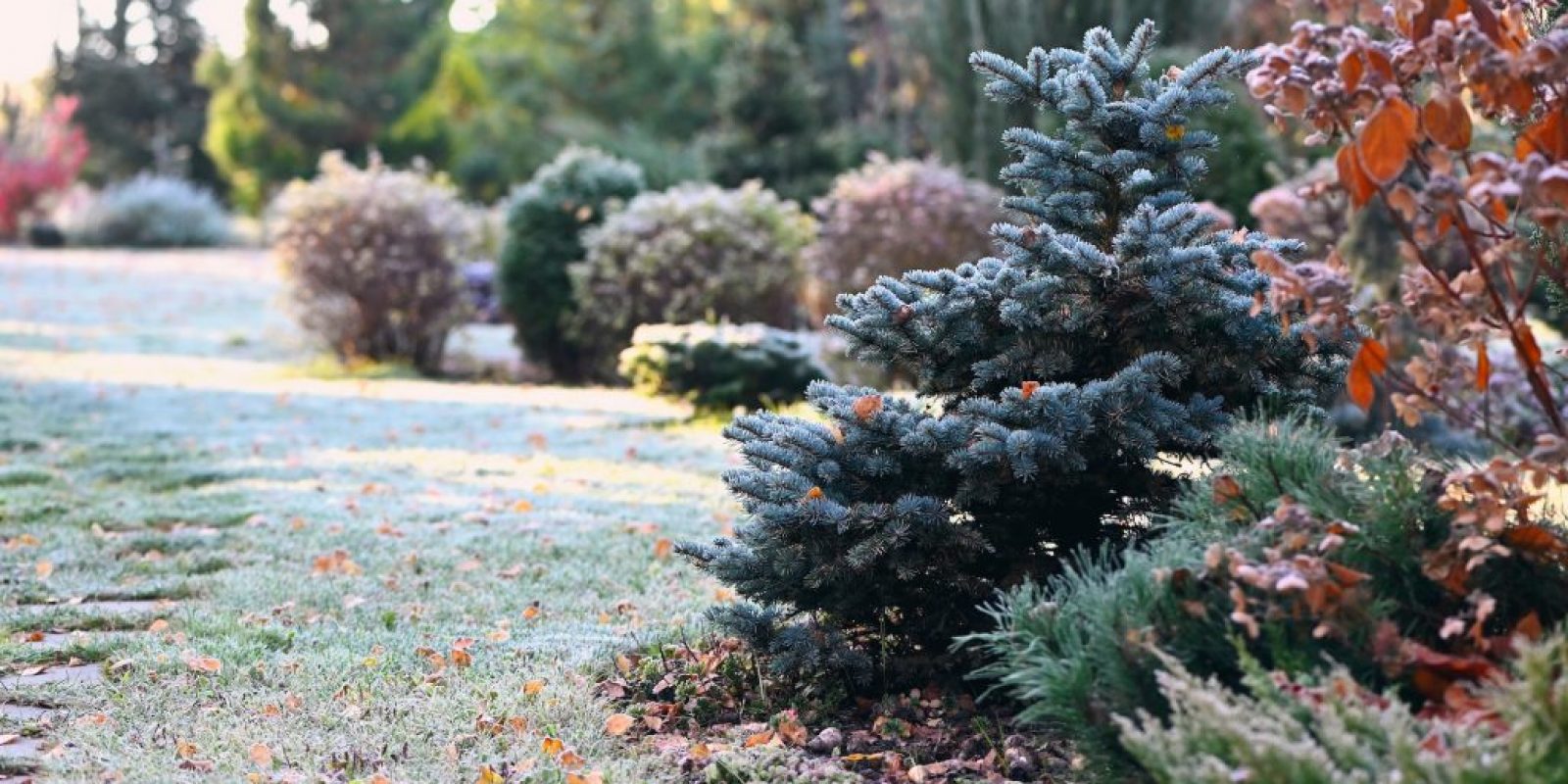 Garten im Dezember