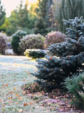 Garten im Dezember