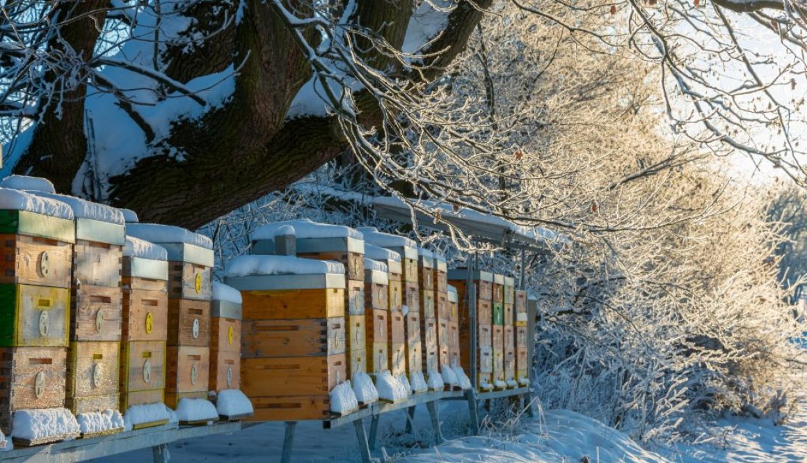 Bienen im Winter