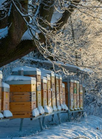 Bienen im Winter