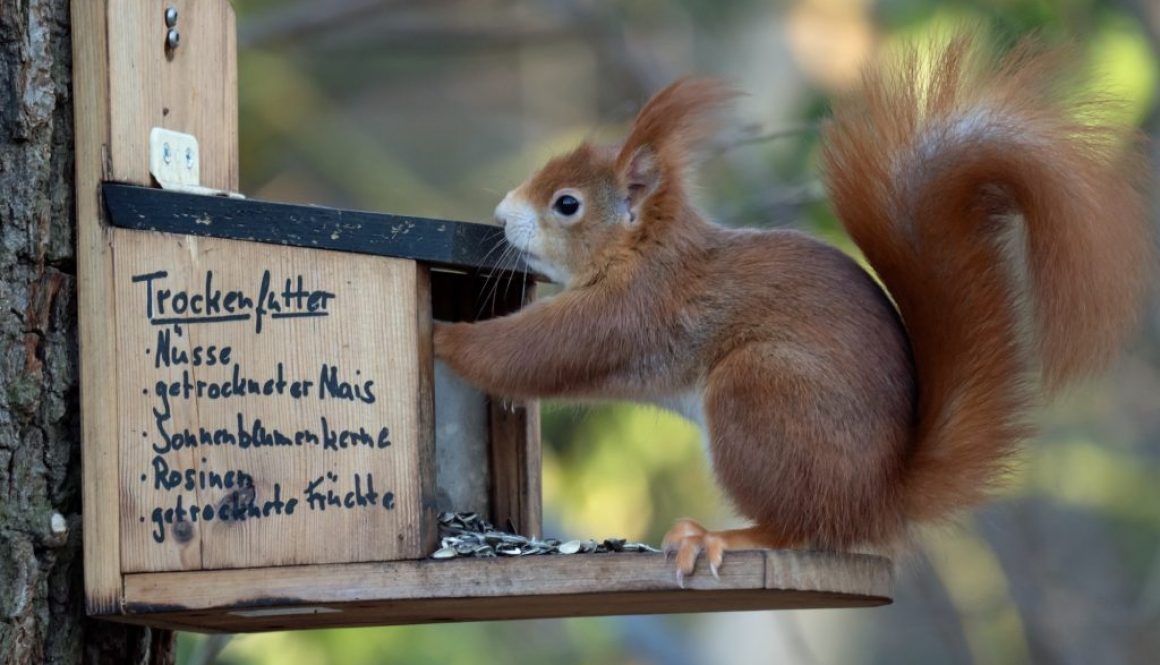 Eichhörnchen-Futterstation selber bauen