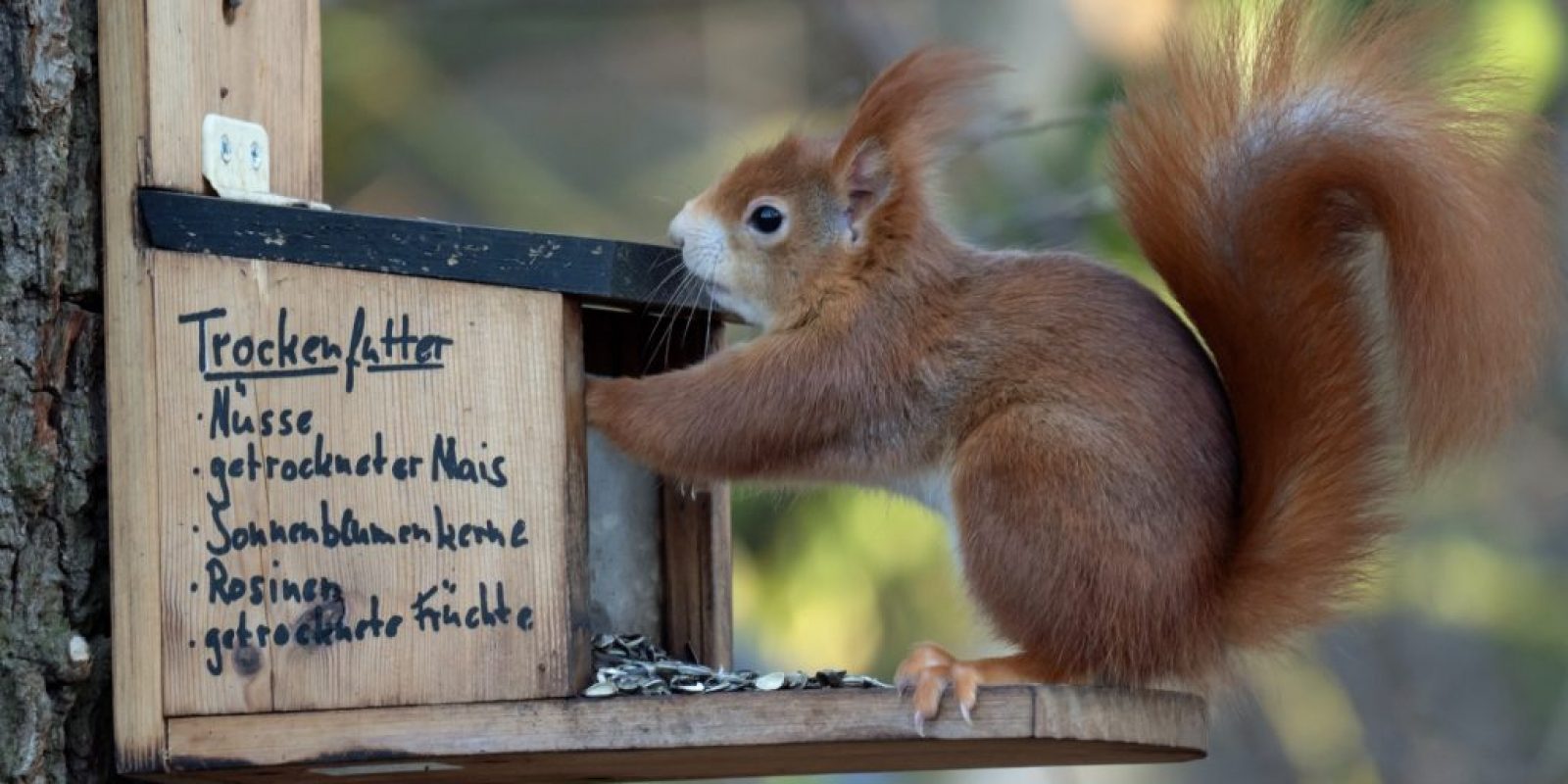 Eichhörnchen-Futterstation selber bauen