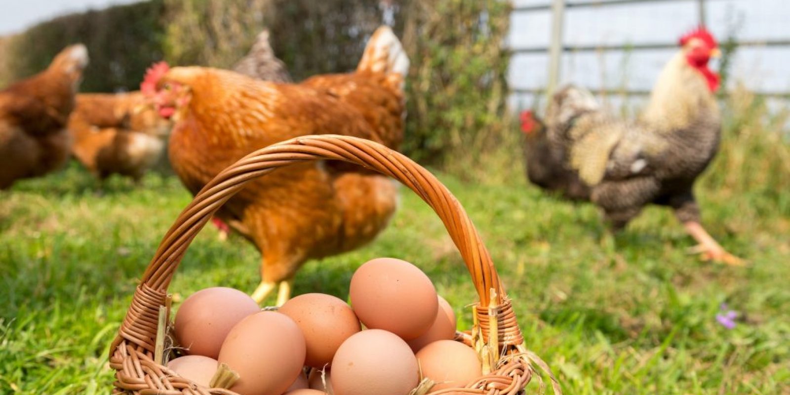 Eier-Boom in Deutschland