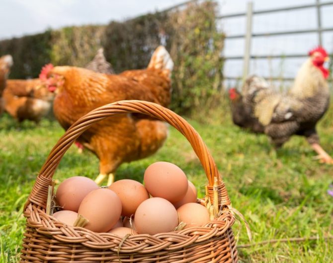 Eier-Boom in Deutschland