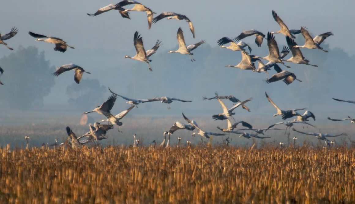 Zugvögel im Klimawandel