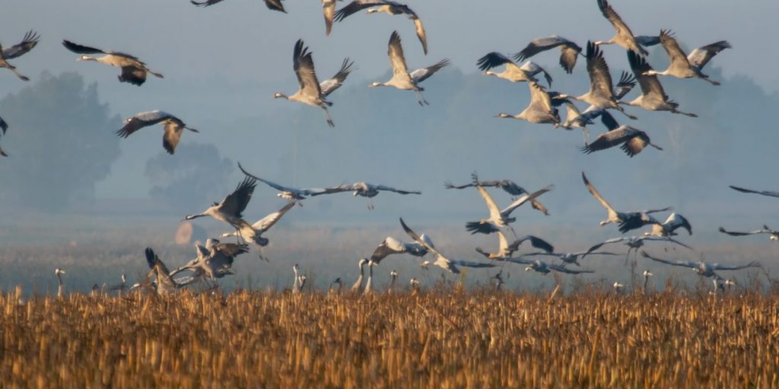 Zugvögel im Klimawandel