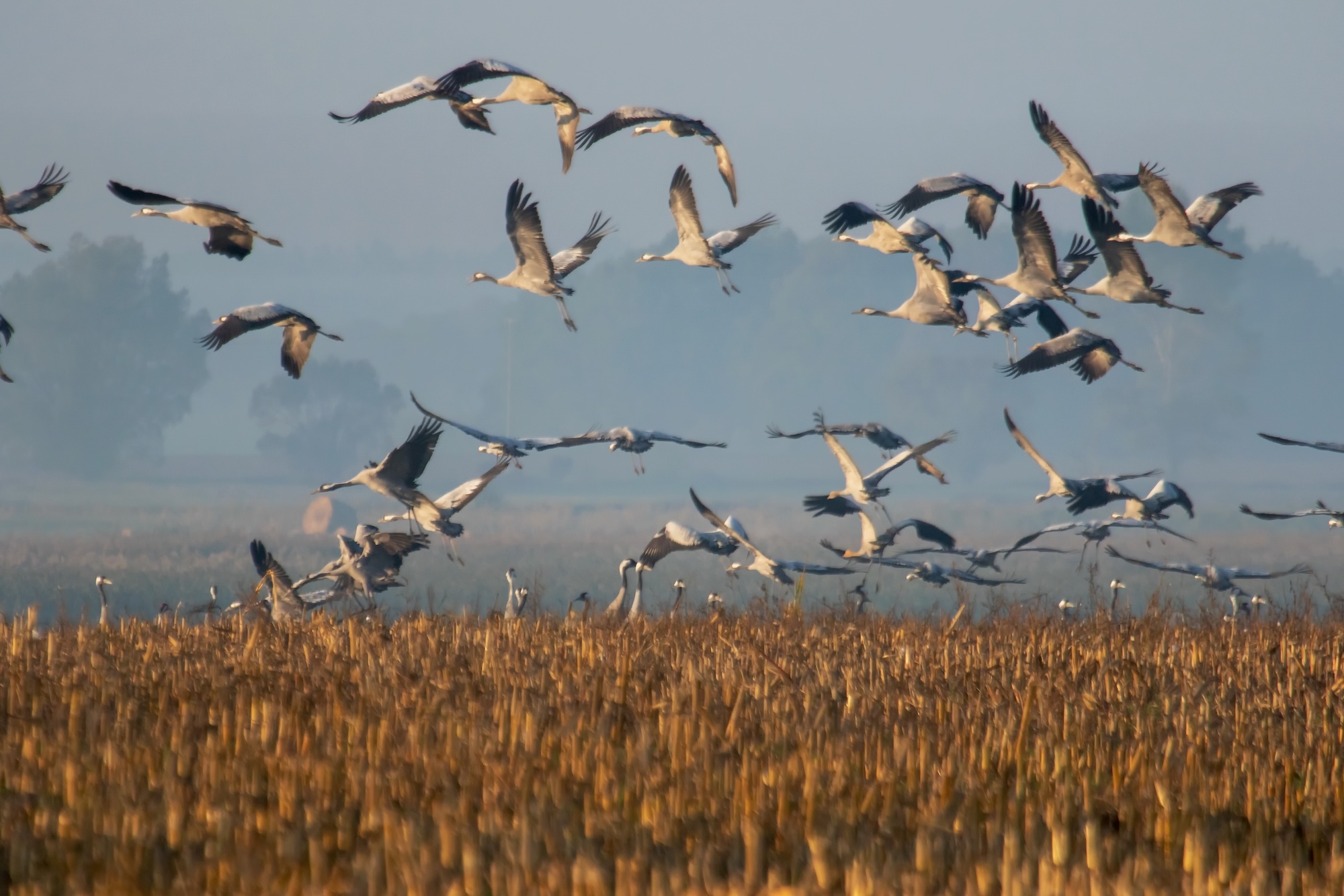 Zugvögel im Klimawandel Zugvögel im Klimawandel