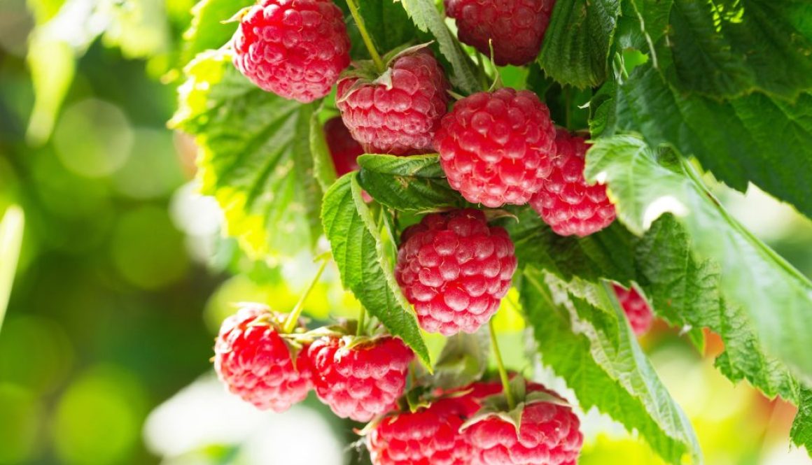 Himbeeren Rezepte