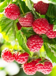 Himbeeren Rezepte